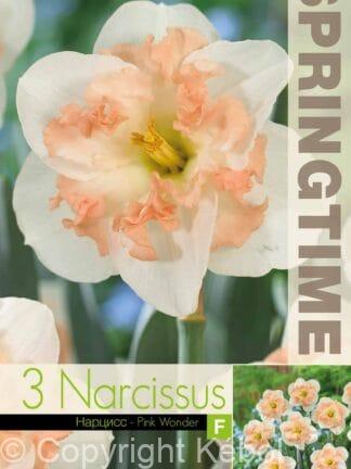 Narcissus Pink Wonder