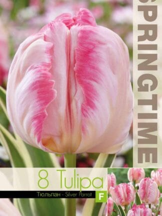 Tulipa Silver Parrot