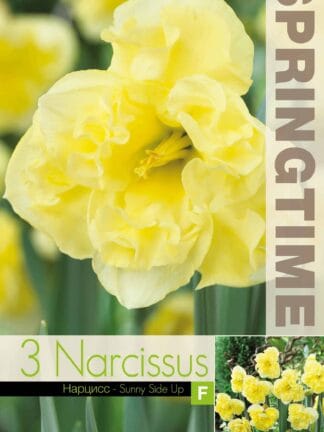 Narcissus Sunny Side Up