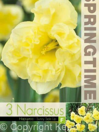 Narcissus Sunny Side Up