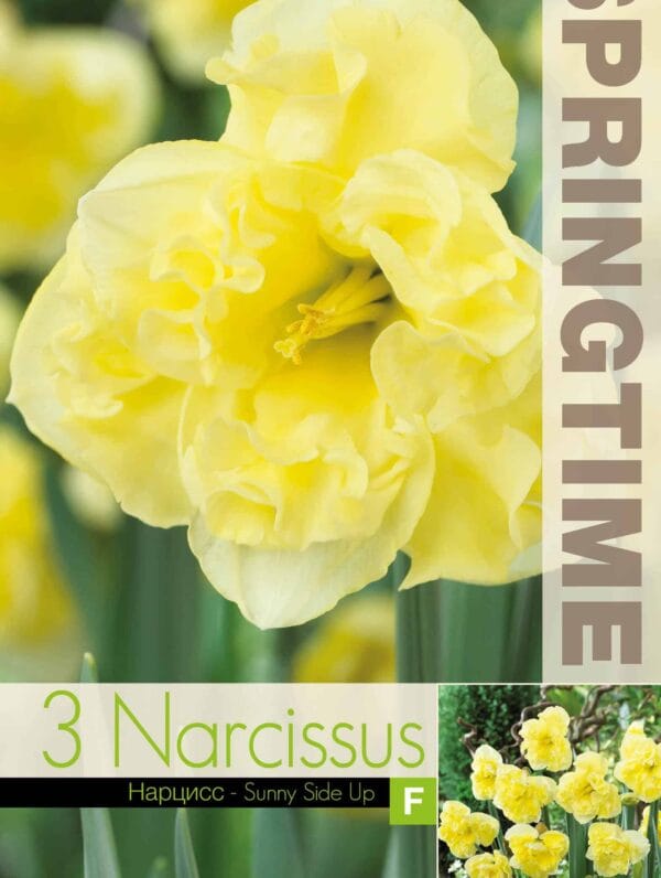 Narcissus Sunny Side Up