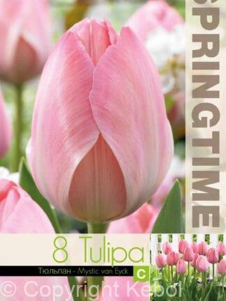 Tulipa Mystic van Eijk