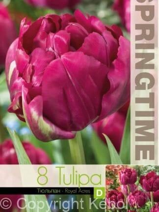 Tulipa Royal Acres