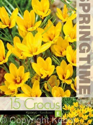 Crocus Korolkowii