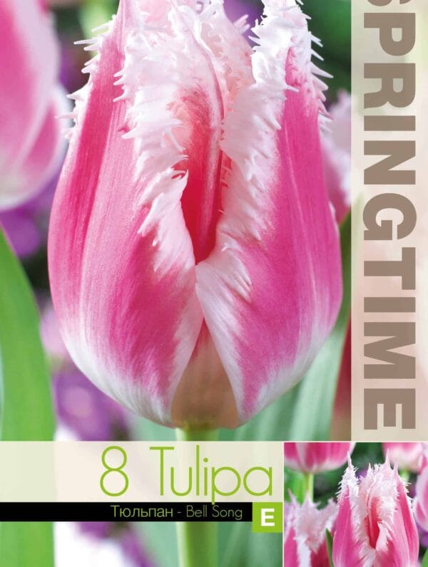 Tulipa Bell Song