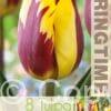 Tulipa Helmar
