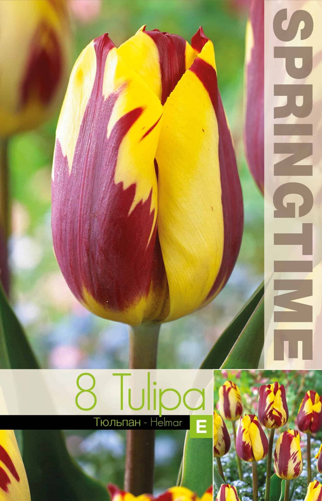 Tulipa Helmar