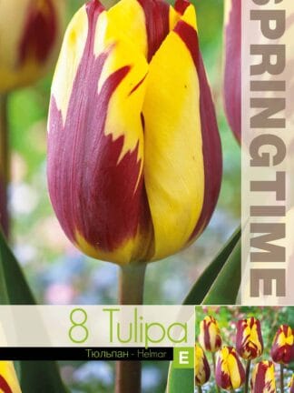 Tulipa Helmar