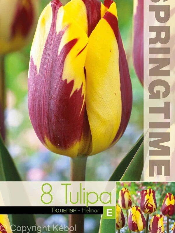 Tulipa Helmar