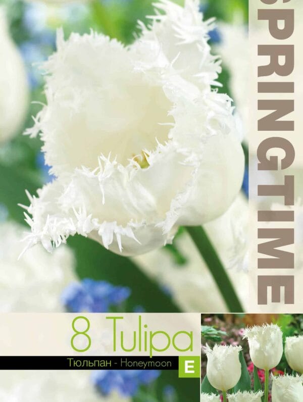 Tulipa Honeymoon