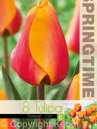 Tulipa Cash