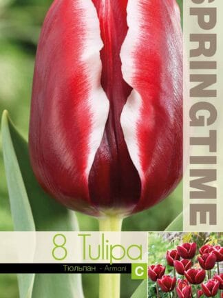 Tulipa Armani