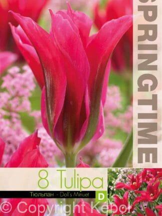 Tulipa Doll's Minuet