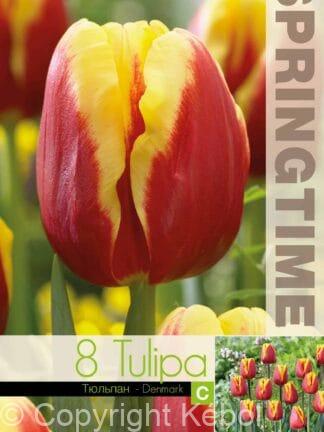 Tulipa Denmark
