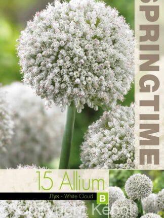 Allium White Cloud