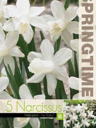 Narcissus Ice Baby