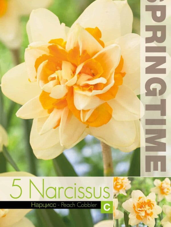 Narcissus Peach Cobbler