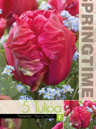 Tulipa Marvel Parrot