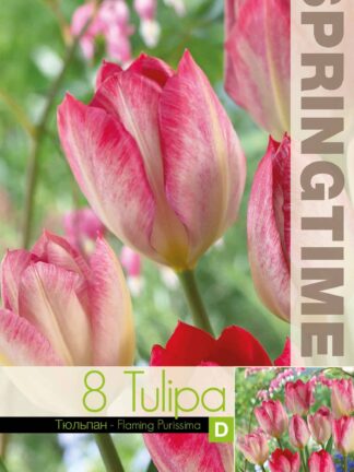 Tulipa Flaming Purissima