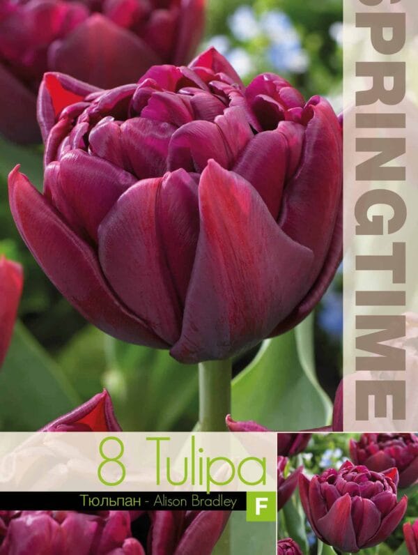 Tulipa Alison Bradley