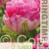 Tulipa Pinksize