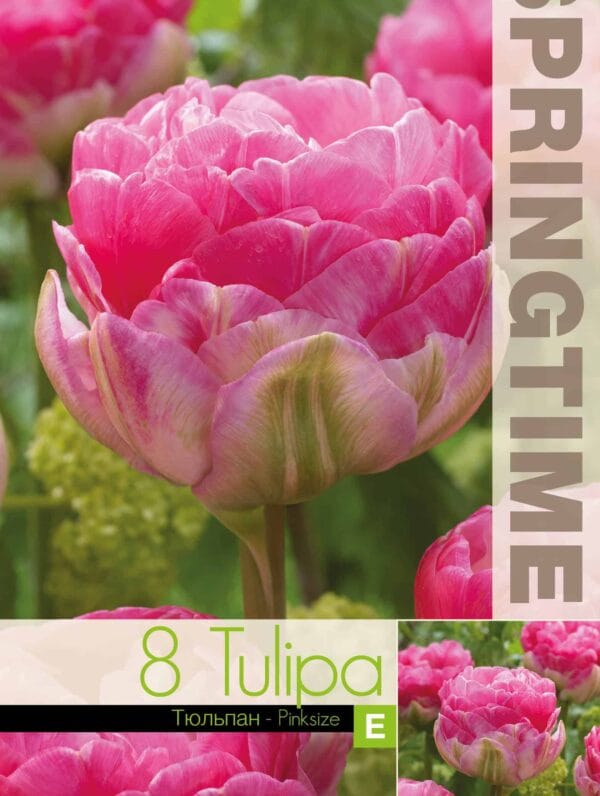 Tulipa Pinksize