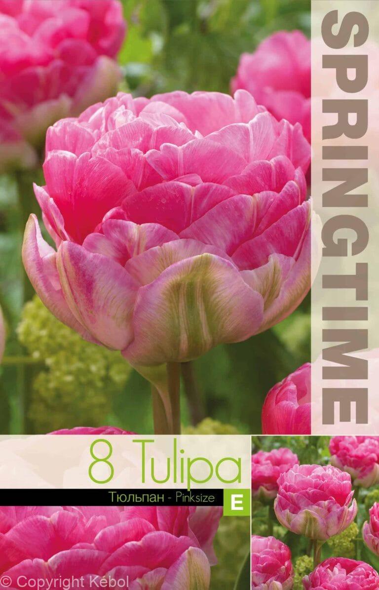 Tulipa Pinksize