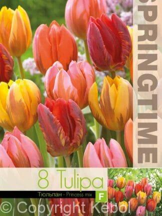 Tulipa Princess Mixed
