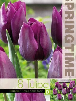 Tulipa Deep Purple Rock