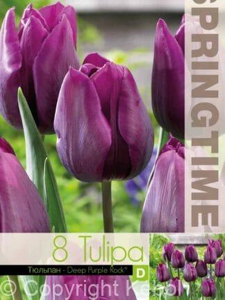 Tulipa Deep Purple Rock