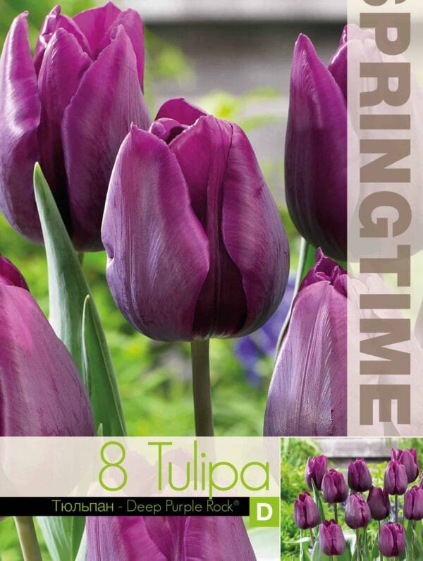 Tulipa Deep Purple Rock