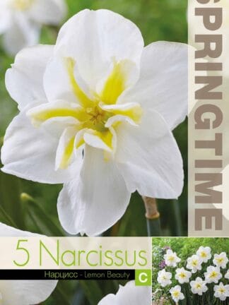 Narcissus Lemon Beauty