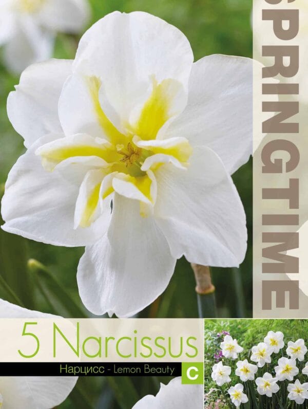 Narcissus Lemon Beauty