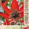Tulipa Lizzy
