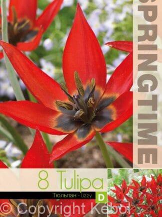 Tulipa Lizzy
