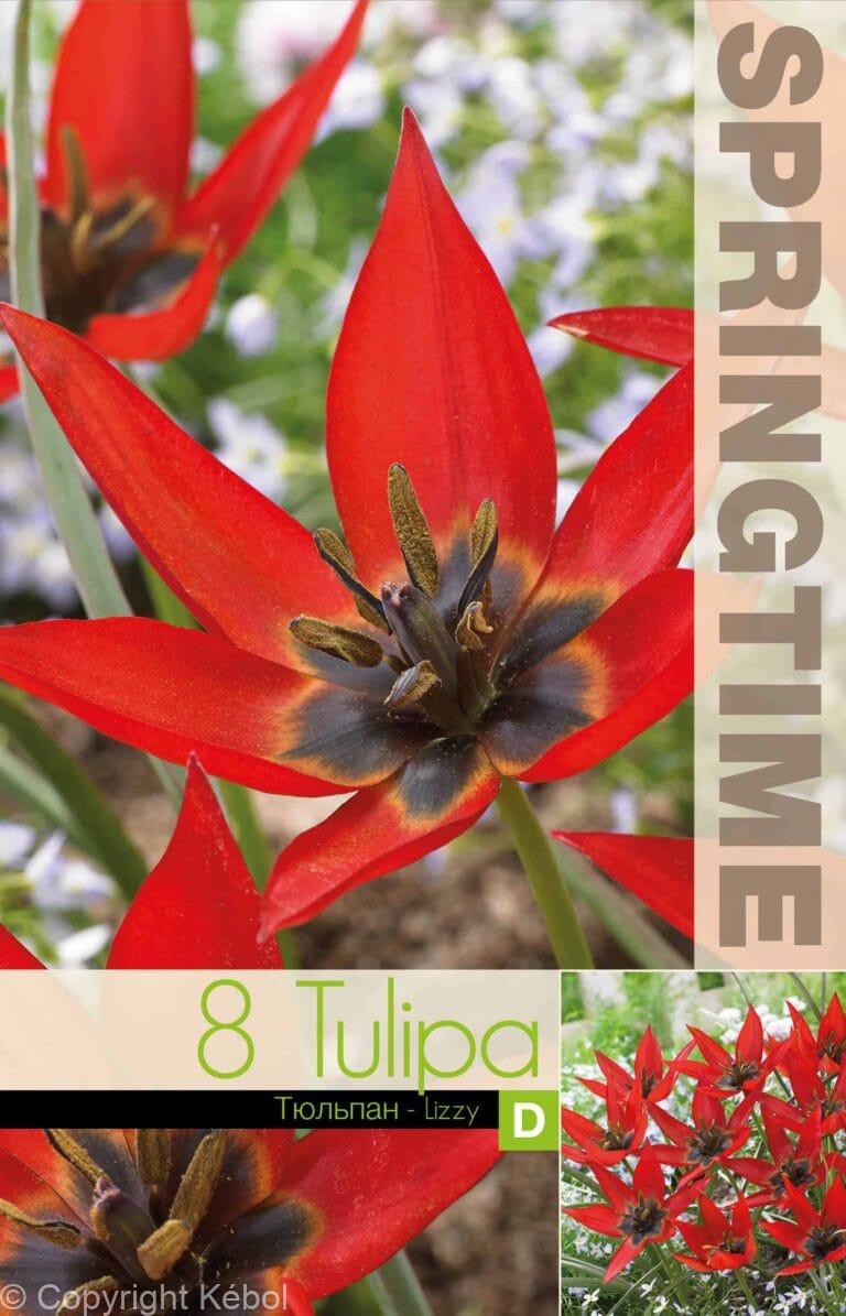 Tulipa Lizzy