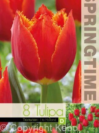Tulipa I to Holland