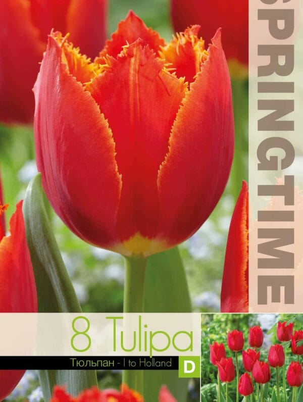Tulipa I to Holland