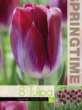 Tulipa Kansas Proud
