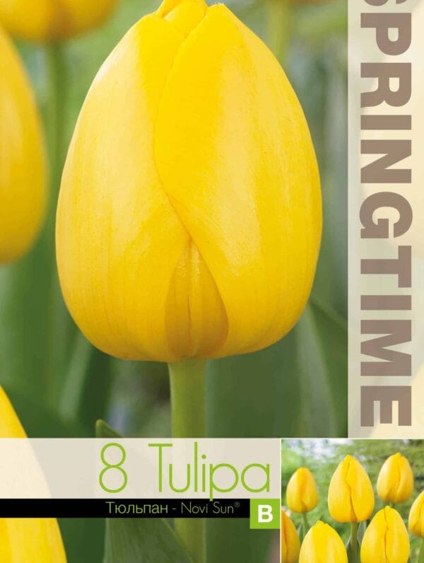 Tulipa Novi Sun