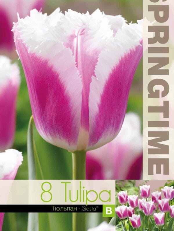 Tulipa Siesta