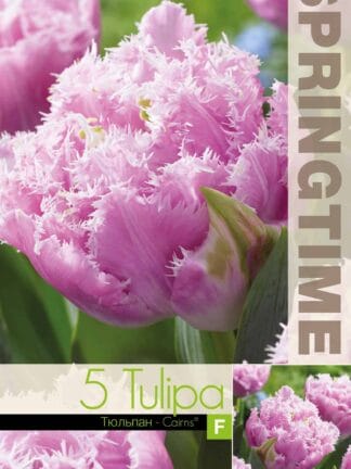 Tulipa Cairns