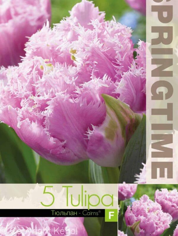 Tulipa Cairns