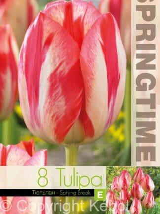 Tulipa Spryng Break