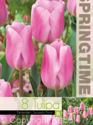 Tulipa Synaeda Amor
