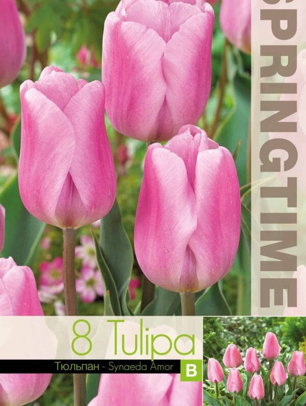 Tulipa Synaeda Amor