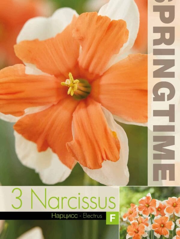 Narcissus Electrus