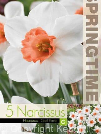 Narcissus Cool Flame