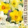 Narcissus Trumpet Mixed