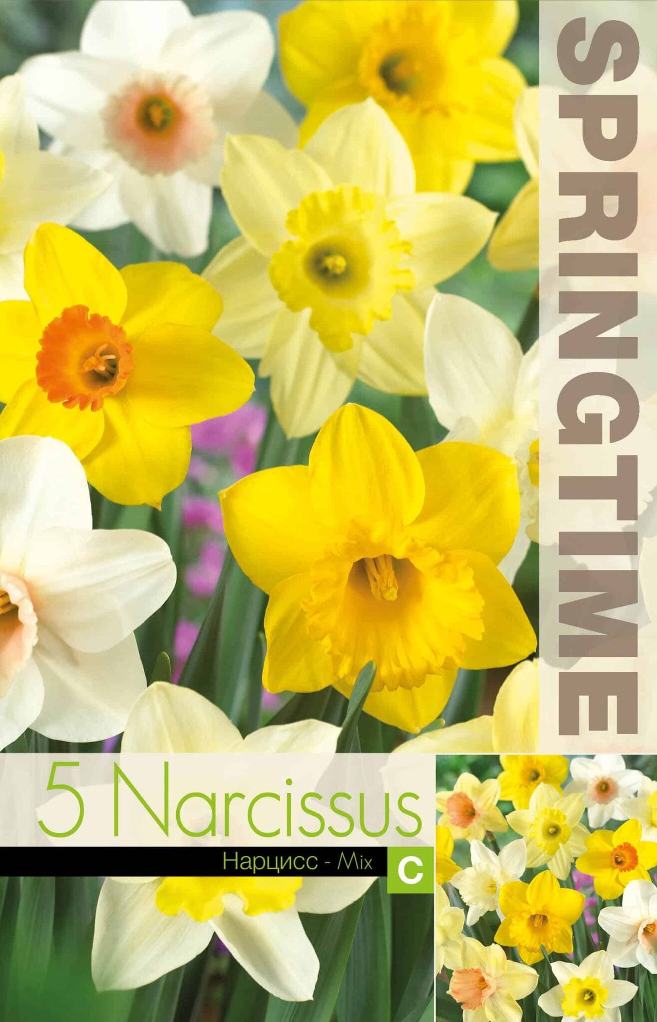 Narcissus Trumpet Mixed